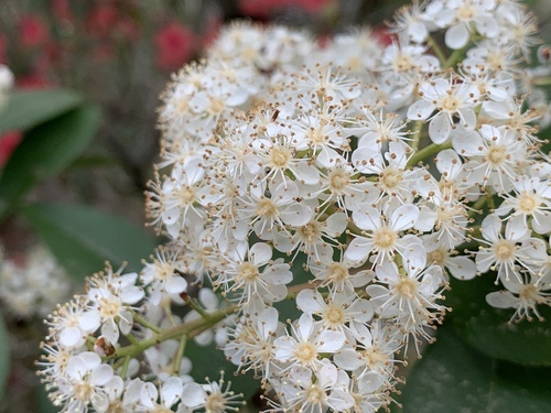 Prunus caroliniana (Carolina laurelcherry) (alternate view 9)