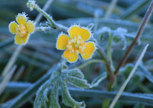 Ranunculus acris (meadow buttercup) (alternate view 2)