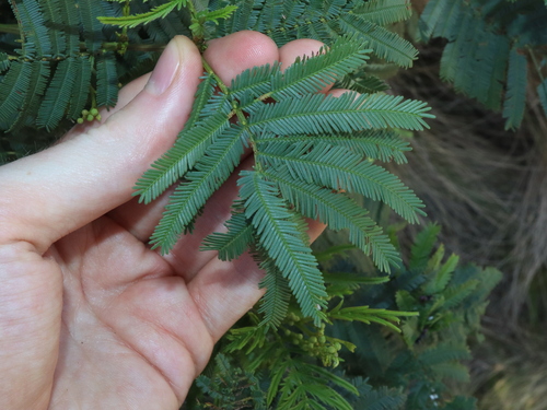 Acacia parramattensis (Parramatta Green Wattle)