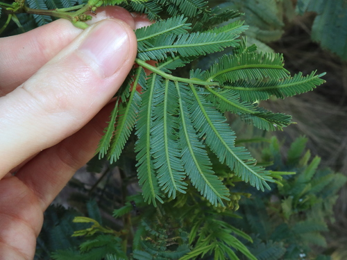 Acacia parramattensis (Parramatta Green Wattle) (alternate view 2)