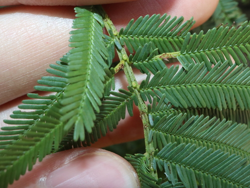 Acacia parramattensis (Parramatta Green Wattle) (alternate view 3)