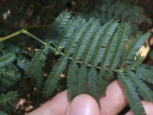 Acacia parramattensis (Parramatta Green Wattle) (alternate view 4)