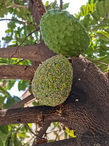 Annona muricata (Soursop)