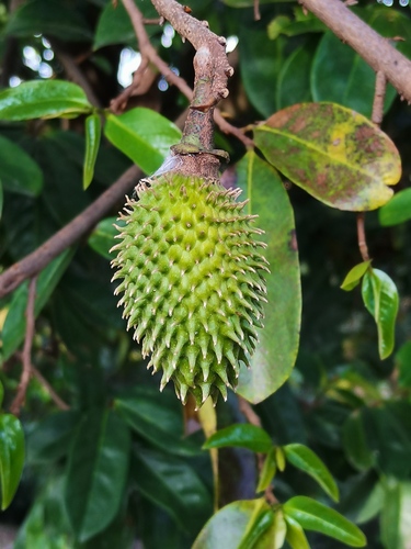 Annona muricata (Soursop)