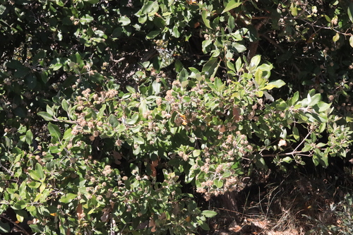 Syncarpia glomulifera (Turpentine) (alternate view 3)