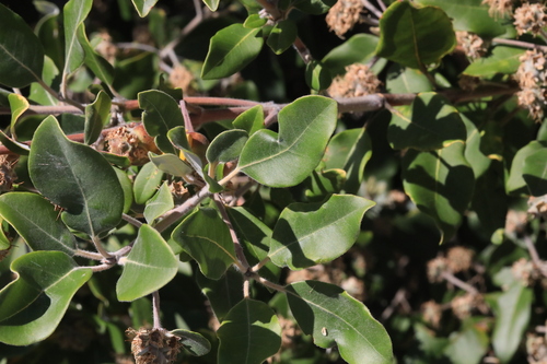 Syncarpia glomulifera (Turpentine) (alternate view 4)