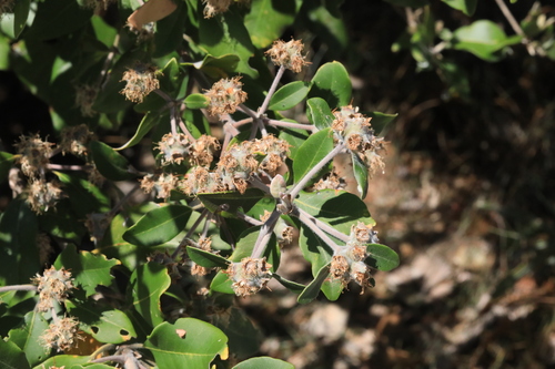 Syncarpia glomulifera (Turpentine) (alternate view 5)