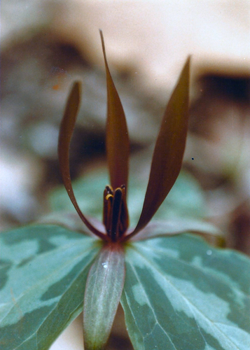 Trillium (trilliums) (alternate view 5)