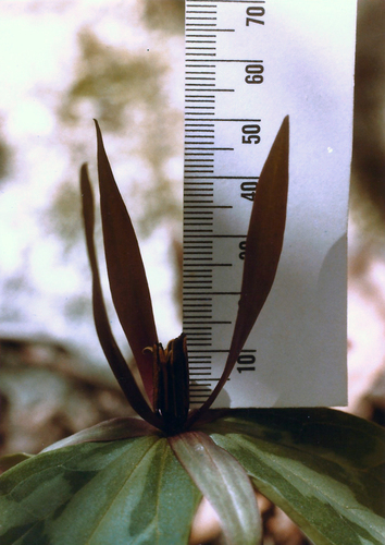 Trillium (trilliums) (alternate view 8)