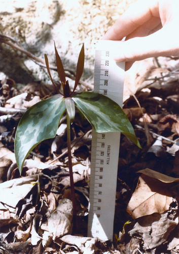 Trillium (trilliums) (alternate view 6)