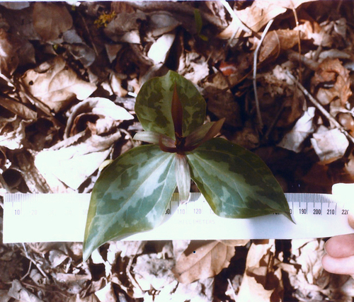 Trillium (trilliums) (alternate view 7)