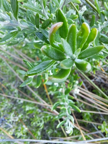 Rhagodia candolleana (Seaberry Saltbush) (alternate view 4)