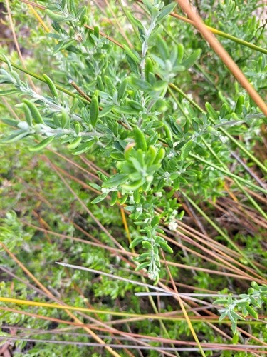 Rhagodia candolleana (Seaberry Saltbush) (alternate view 5)
