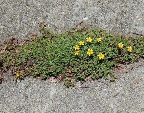 Oxalis perennans (woody-root woodsorrel)