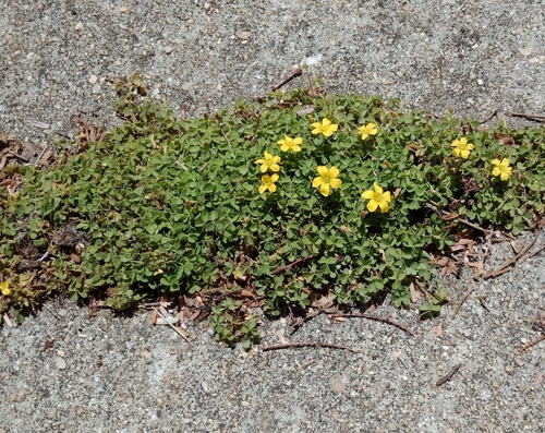 Oxalis perennans (woody-root woodsorrel) (alternate view 2)