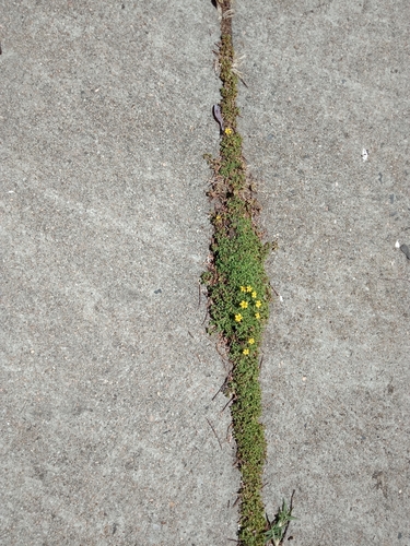 Oxalis perennans (woody-root woodsorrel) (alternate view 3)