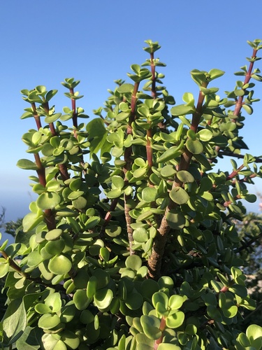 Portulacaria afra (Jade Plant) (alternate view 5)