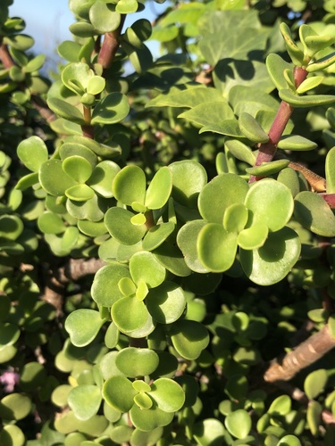 Portulacaria afra (Jade Plant) (alternate view 6)