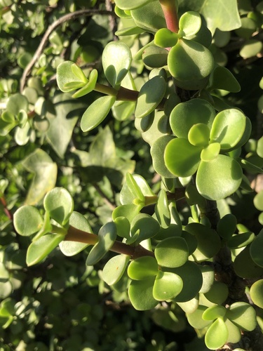 Portulacaria afra (Jade Plant) (alternate view 7)