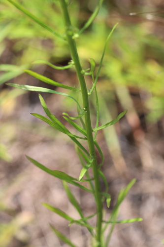 Erigeron canadensis (horseweed)