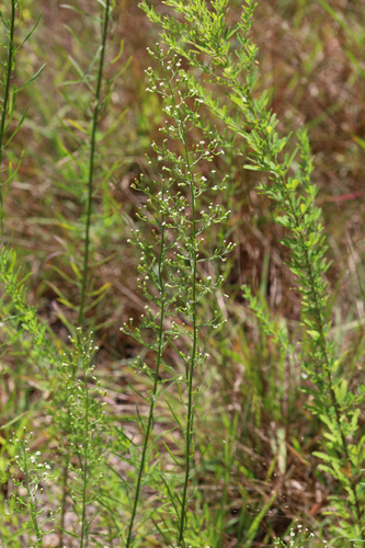 Erigeron canadensis (horseweed)