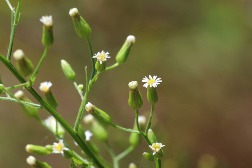 Erigeron canadensis (horseweed)