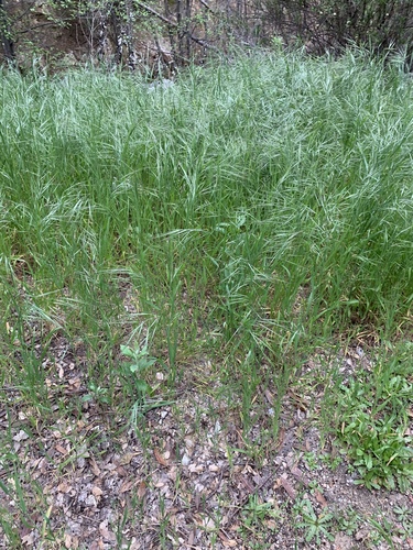 Bromus tectorum (cheat grass) (alternate view 2)