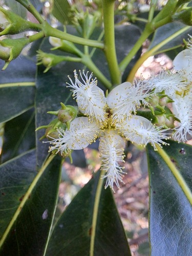Lophostemon confertus (Brush Box) (alternate view 9)