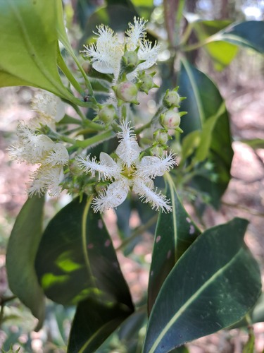 Lophostemon confertus (Brush Box) (alternate view 10)