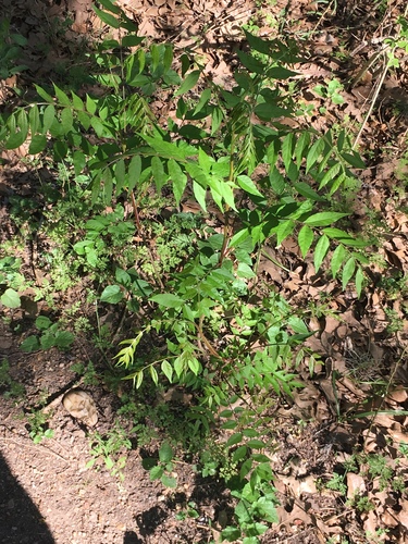 Pistacia chinensis (Chinese pistache) (alternate view 5)