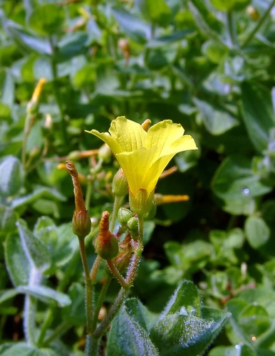 Hypericum elodes (Marsh St John's-wort)