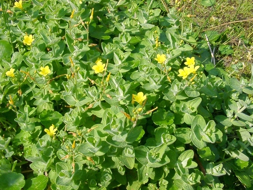 Hypericum elodes (Marsh St John's-wort)