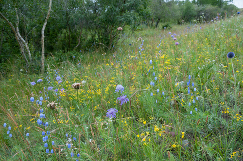 Koeleria macrantha (Prairie Junegrass) (alternate view 8)