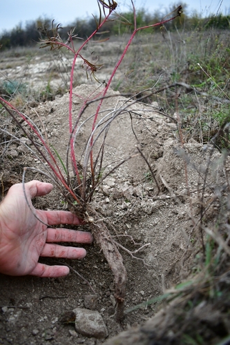 Stillingia texana (Texas Stillingia)