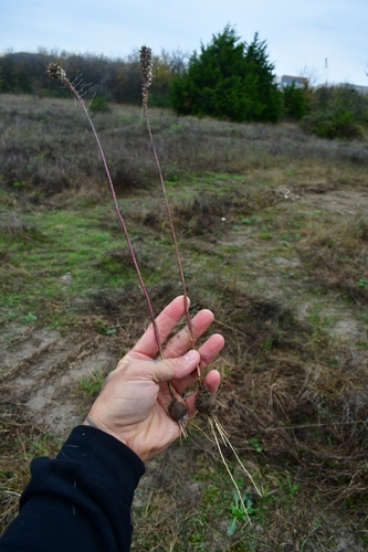 Liatris punctata (dotted gayfeather) (alternate view 8)