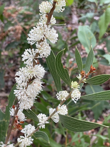 Hakea dactyloides (finger hakea)