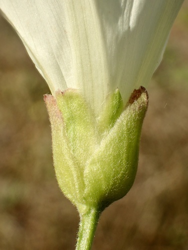 Calystegia macrostegia (coast morning glory) (alternate view 5)