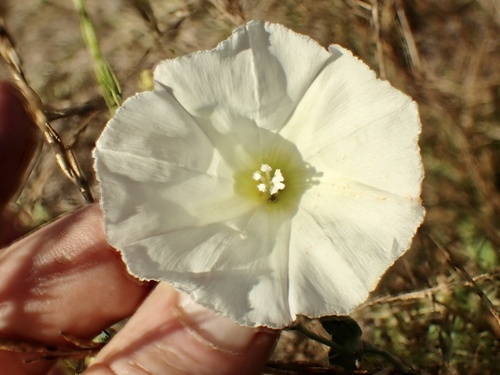 Calystegia macrostegia (coast morning glory) (alternate view 6)