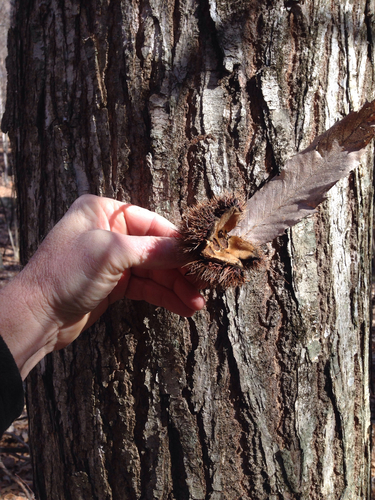 Castanea dentata (American chestnut) (alternate view 6)