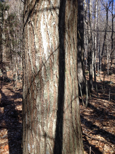 Castanea dentata (American chestnut) (alternate view 7)