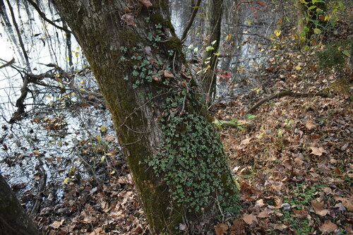Sedum ternatum (woodland stonecrop) (alternate view 3)