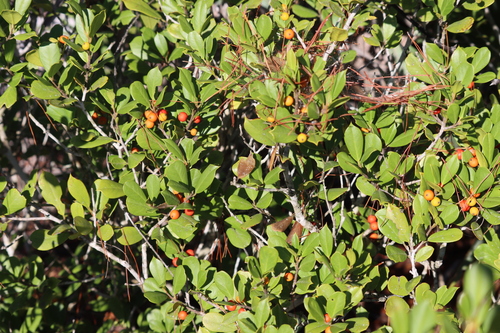 Ilex opaca (American Holly) (alternate view 3)