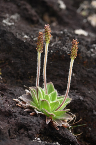 Plantago (plantains) (alternate view 5)