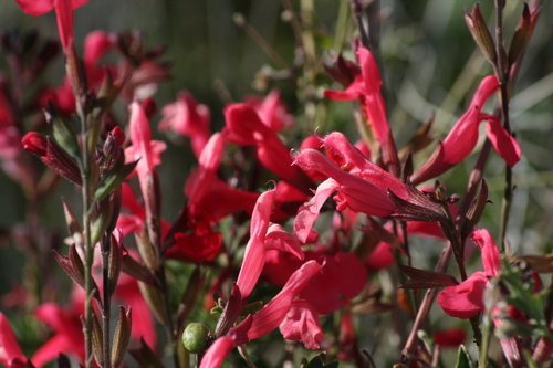 Salvia greggii (Autumn sage) (alternate view 10)