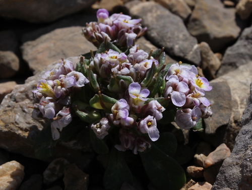Iberis spathulata (Pyrenean Candytuft)