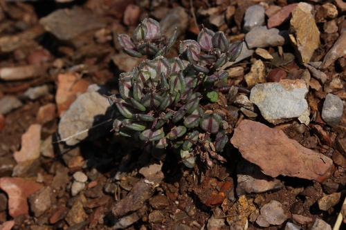 Iberis spathulata (Pyrenean Candytuft)
