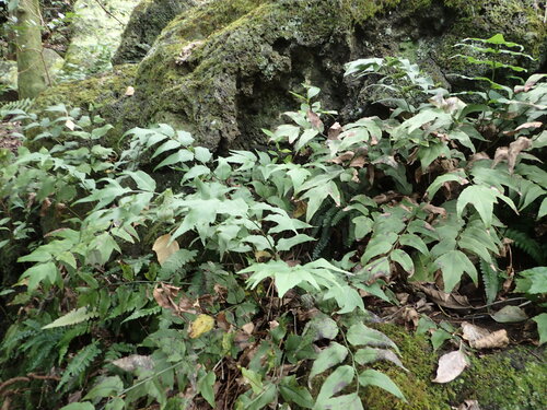 Cyrtomium caryotideum (Fish-tail Holly Fern)