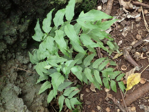 Cyrtomium caryotideum (Fish-tail Holly Fern) (alternate view 2)