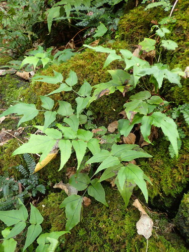 Cyrtomium caryotideum (Fish-tail Holly Fern) (alternate view 3)