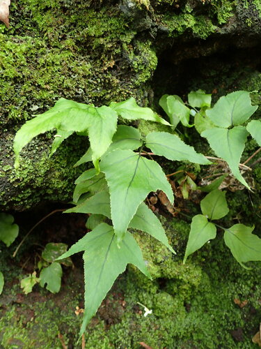 Cyrtomium caryotideum (Fish-tail Holly Fern) (alternate view 4)